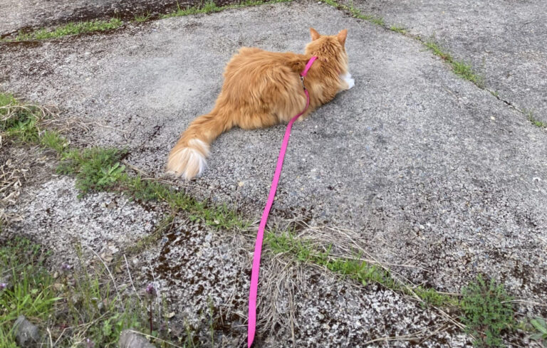 LAVA-LEASH-1024x652-1