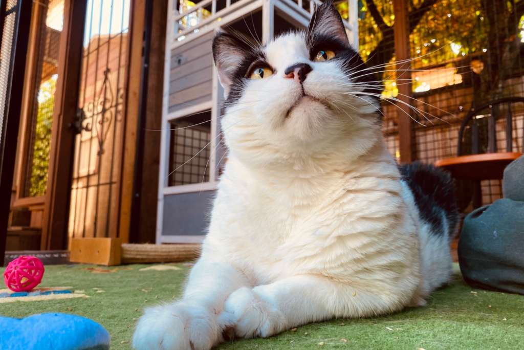 catio fall day