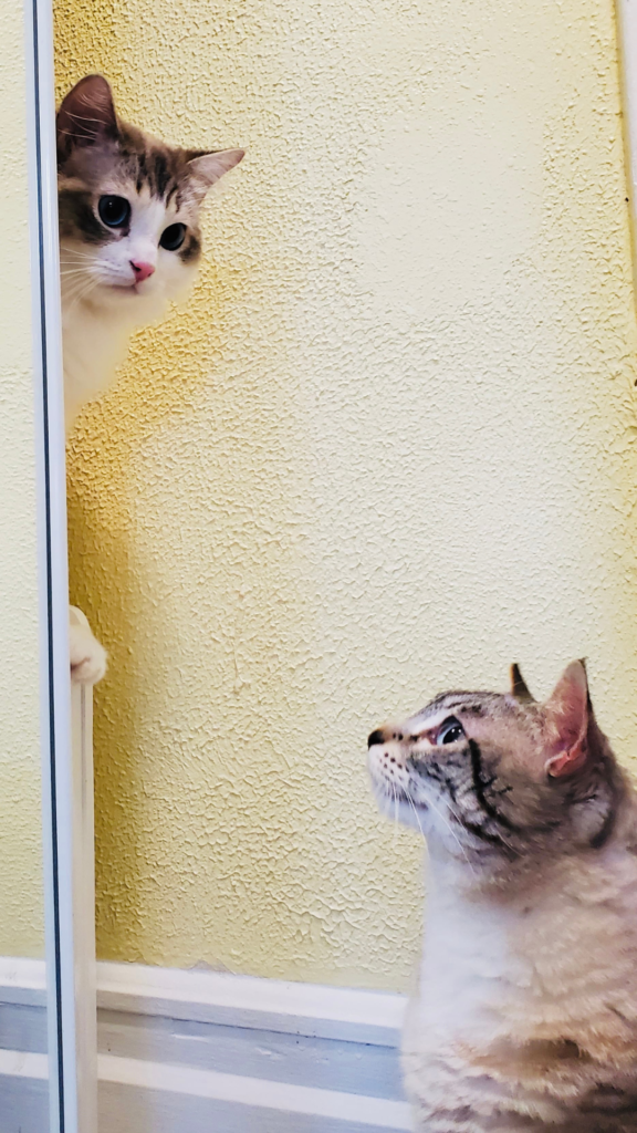 two cats sharing boarding