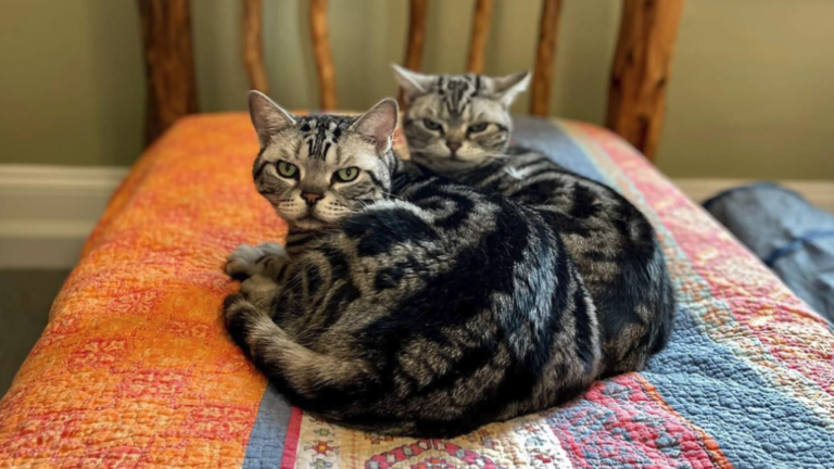 cats-on-bed.-16x9png-1024x576-1