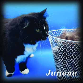 juneau_after-350x350