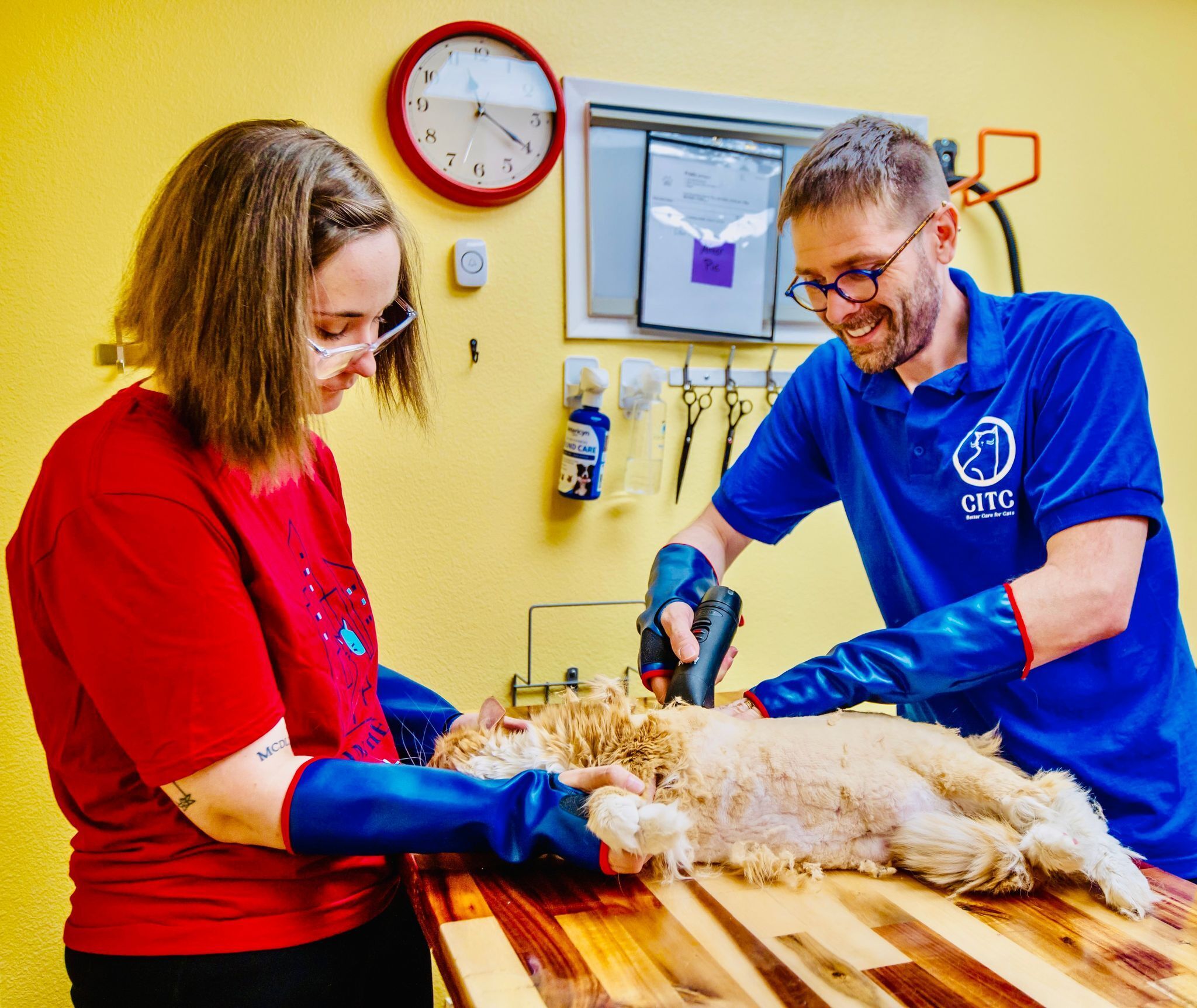 Shawn and sam tandem groomers cats in the city grooming