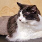 Bi-color cat with a shaved body resting on a chair