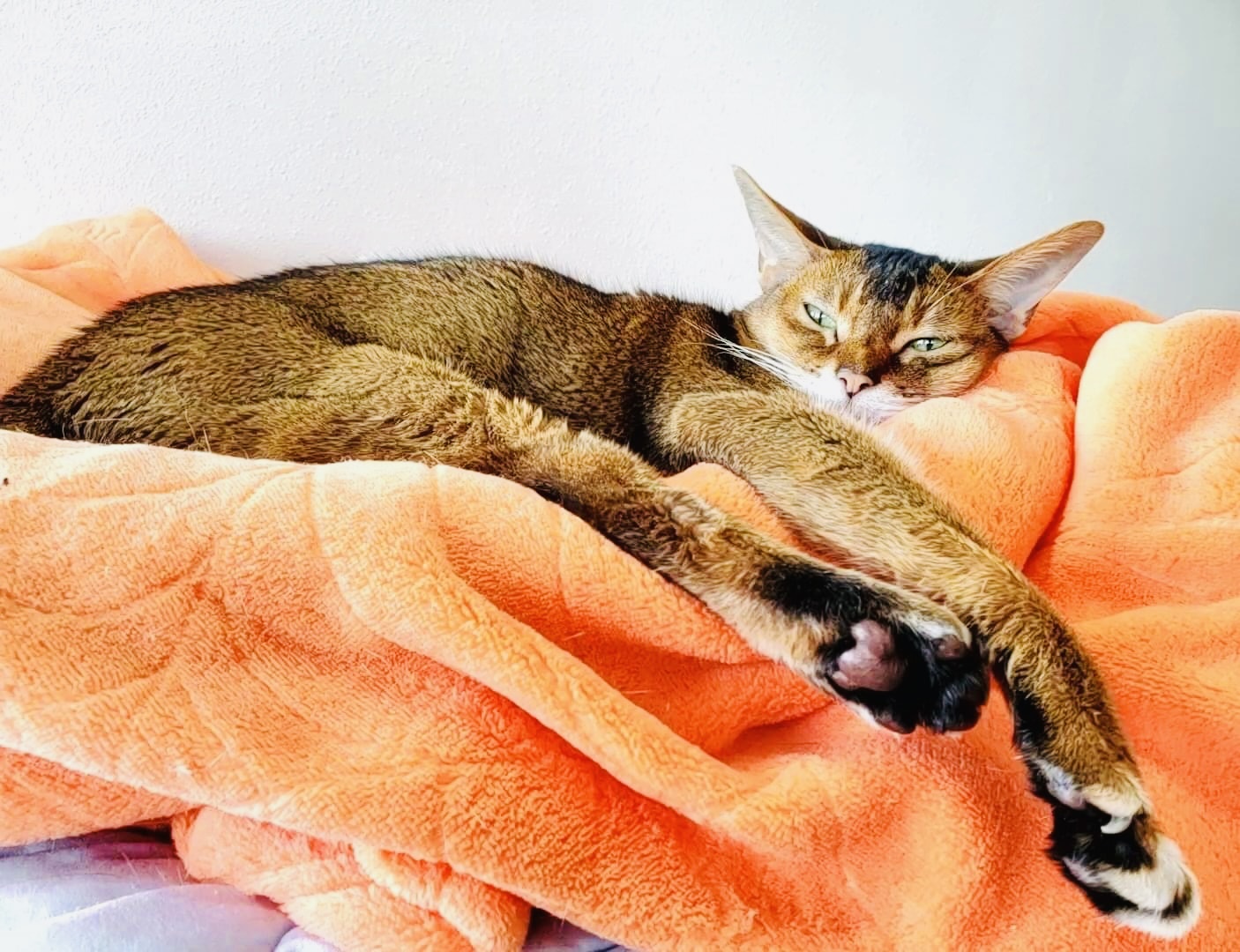 Cat Boarding Hero Image