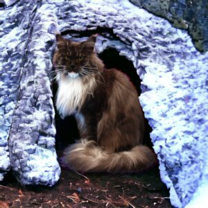 Fluffy brown and white cat peeking out from a plush cat house