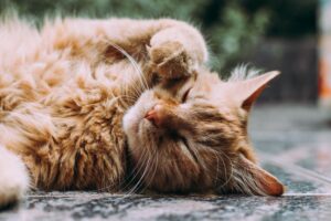 in-home cat sitting citc
